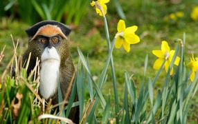 Monkey among flowers