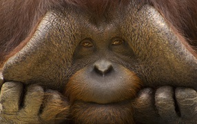 Sad face orangutan