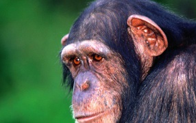 Sad monkey chimpanzee