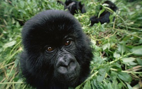 The black monkey among thickets