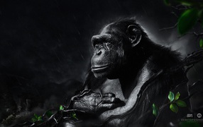 Черная обезьяна под ночным дождем