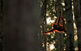 	   Monkey acrobat