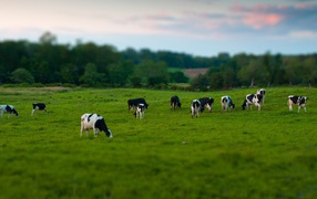 Стадо коров на пастбище