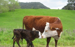 Корова с черным теленком