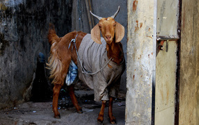 Козел в одежде