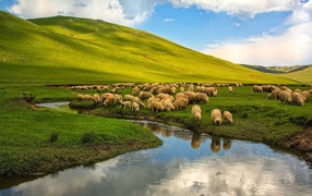 Овцы на пастбище у реки