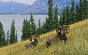 Два барана на склоне у озера