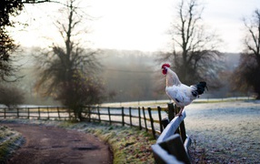 Белый петух на заборе