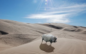 Grey pig in the desert
