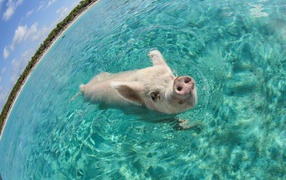 Pig in the Sea