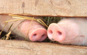 Piglet two pigs behind a fence