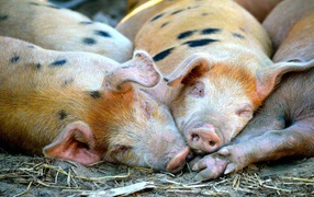 Pigs sleep in the corral