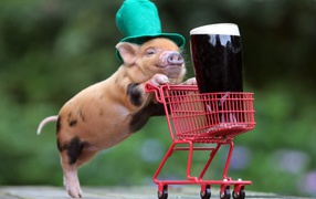 Trained pig lucky cart