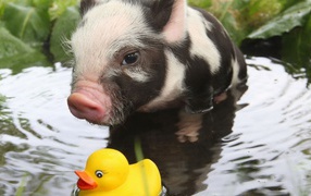 Vietnamese pig playing in the water
