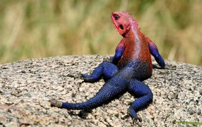 A lizard with a blue tail