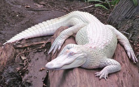 Albino alligator on a rock
