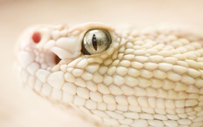 Змея альбинос на белом фоне