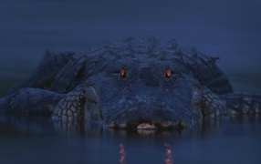 Alligator on the bank of the river Myakka