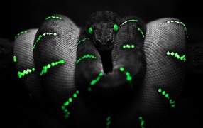 Черная змея с зелеными полосками
