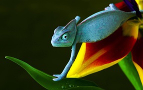 Blue chameleon