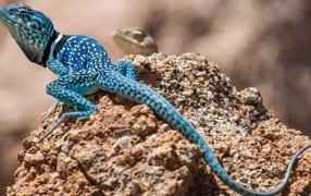 Blue lizard on a rock