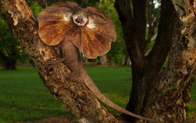 Ящерица с воротником на дереве