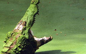 Крокодил на болоте