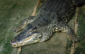 Крокодил лежит на полу