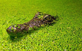 Крокодил маскируется в водных растениях