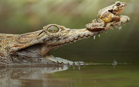 Frog on a crocodile
