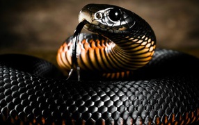 Черная блестящая змея
