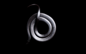 Серая змея свернулась кольцом на черном фоне