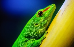 Green lizard on a yellow post