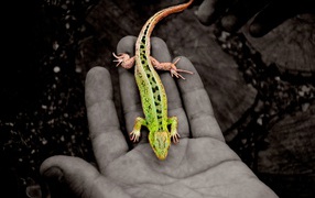 Green lizard on the hand