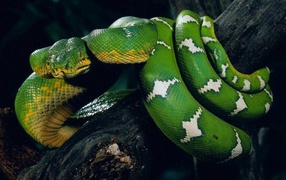 Green snake wrapped around a tree trunk