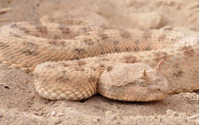 Змея рогатая гадюка