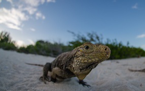Lizard on the sand beach