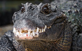 Nile crocodile teeth