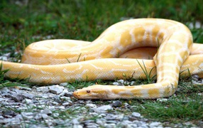 Orange snake with white stripes