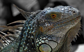Ordinary gray iguana