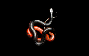 Красно черная змея на черном фоне
