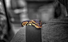 Змея на плече
