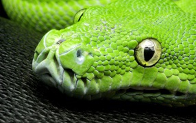 Голова зеленой змеи на черной поверхности