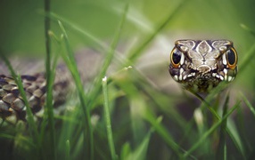 Голова змеи среди травы