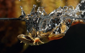 Ящерица упала в воду