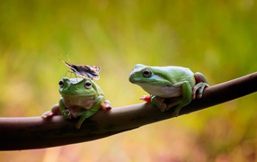 Две лягушки сидят на ветке