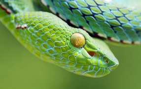 Yellow eyes green snake