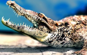 Молодой крокодил показывает зубы