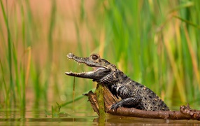 Молодой крокодил в болоте