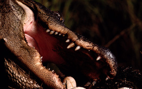 Заботливая мама крокодил